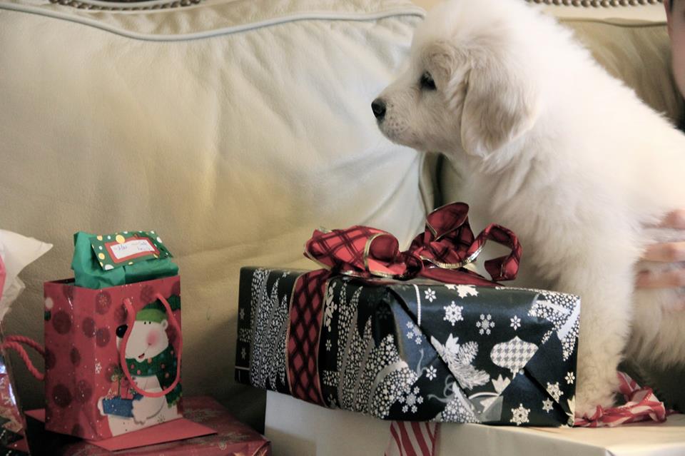 1545597_704487516237496_1350207747_n